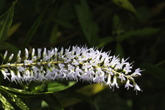 Veronica stricta stricta