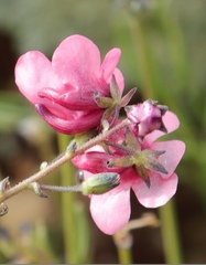 Diascia integerrima