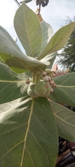 Calotropis procera