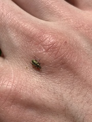 Phyllobius betulinus