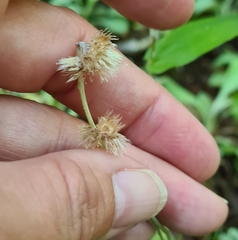 Antennaria plantaginifolia