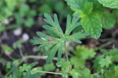 Geranium texanum