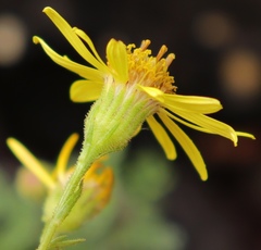 Senecio seminiveus