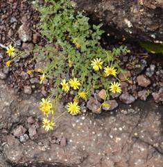 Senecio seminiveus