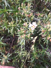 Cistus × stenophyllus