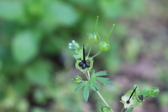 Geranium texanum