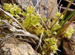Chrysosplenium tetrandrum