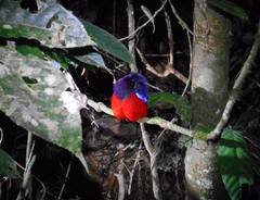 Erythropitta ussheri