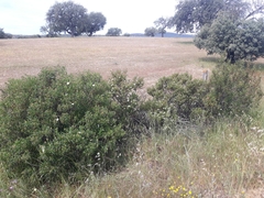 Cistus × stenophyllus