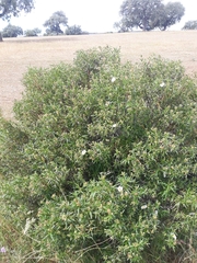 Cistus × stenophyllus