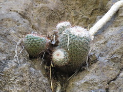 Mammillaria scrippsiana