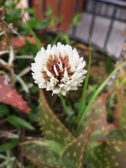 Trifolium repens