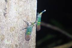 Saiva transversolineata