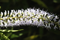 Veronica stricta stricta