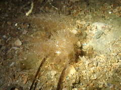 Neopentadactyla mixta