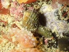 Aplidium ocellatum