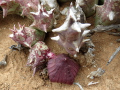 Orbea namaquensis