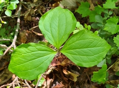 Trillium catesbaei