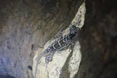 Cyrtodactylus consobrinus