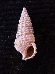Cerithium