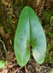 Hexastylis arifolia