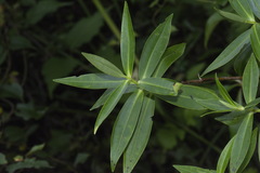 Veronica stricta stricta