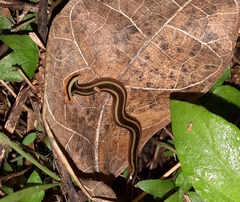 Diversibipalium andrewesi