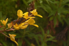 Disa aurata