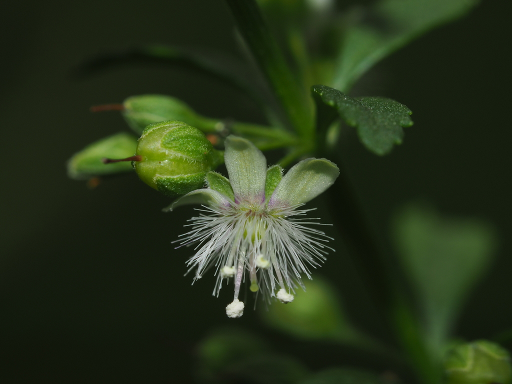 Licorice Weeds, Broomworts, and Allies