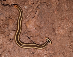 Diversibipalium andrewesi