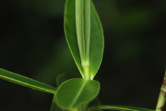 Veronica stricta stricta
