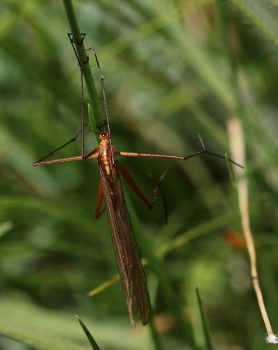 Bittacus kimminsi photo 2