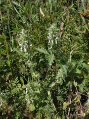 Stachys ocymastrum