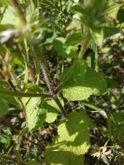 Stachys ocymastrum