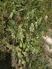 Stachys ocymastrum