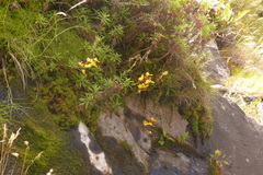 Disa aurata