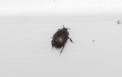 Saprininae
