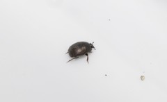 Saprininae