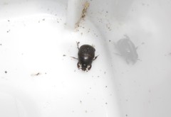 Saprininae