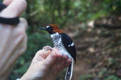 Enicurus ruficapillus