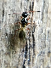 Trichopria