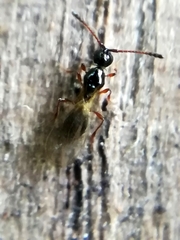 Trichopria