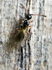 Trichopria