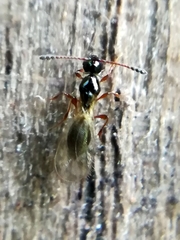Trichopria