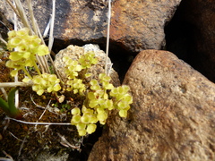 Chrysosplenium tetrandrum