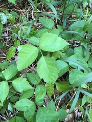 Toxicodendron radicans