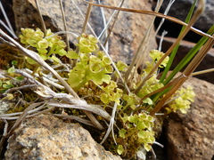 Chrysosplenium tetrandrum