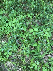 Toxicodendron radicans