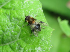 Leucozona lucorum