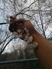 Podopterus mexicanus